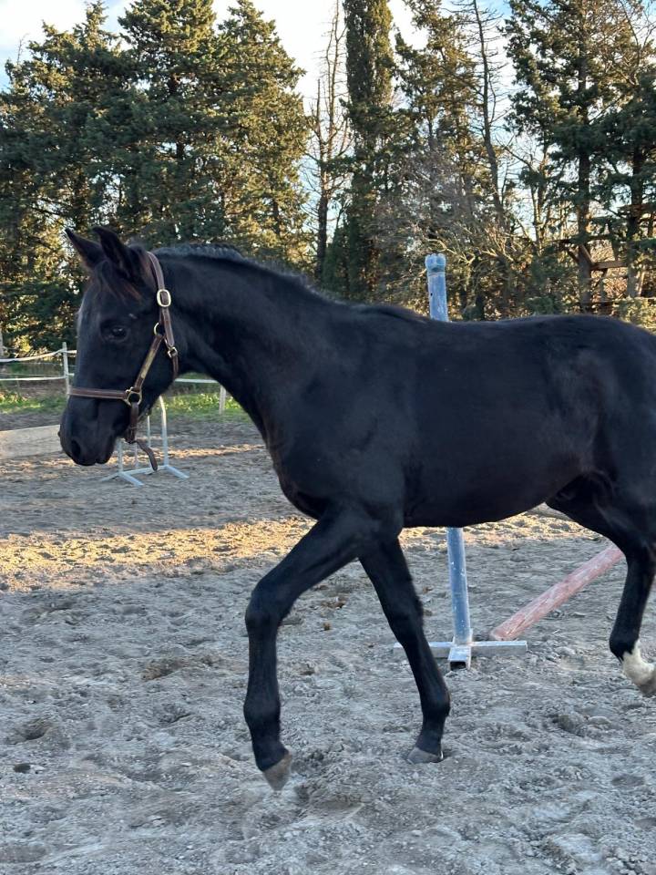 Potro Silla Franc&eacute;s En venta 2025 Negro