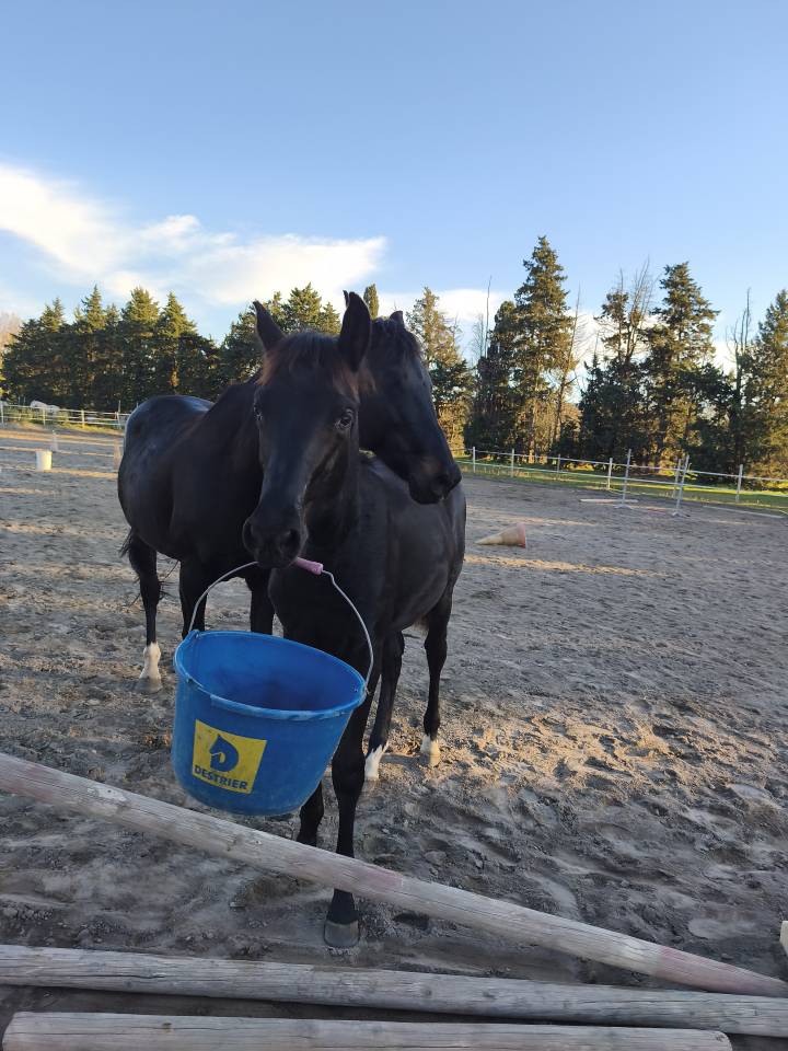 Potro Silla Franc&eacute;s En venta 2025 Negro
