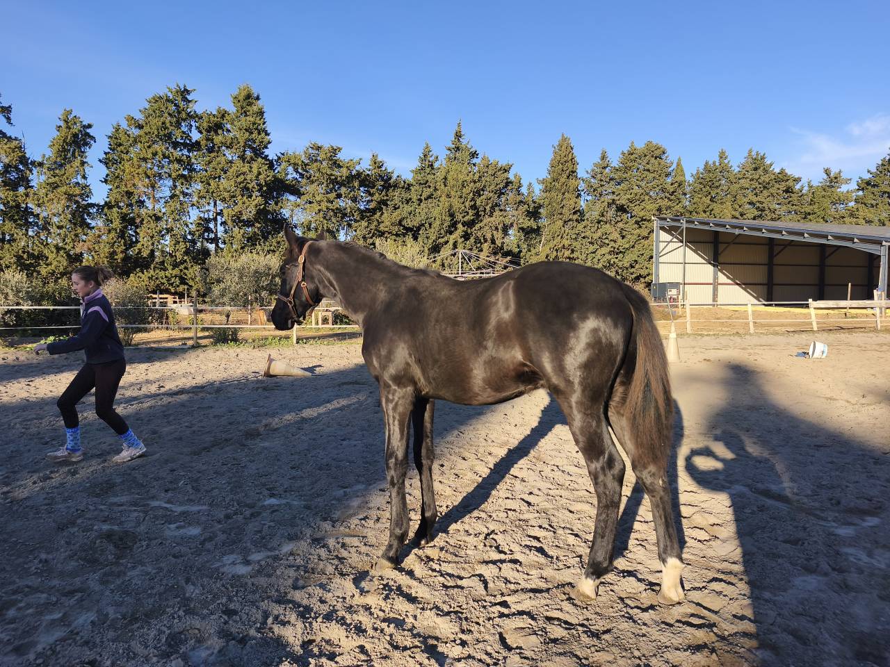 Potro Silla Franc&eacute;s En venta 2025 Negro