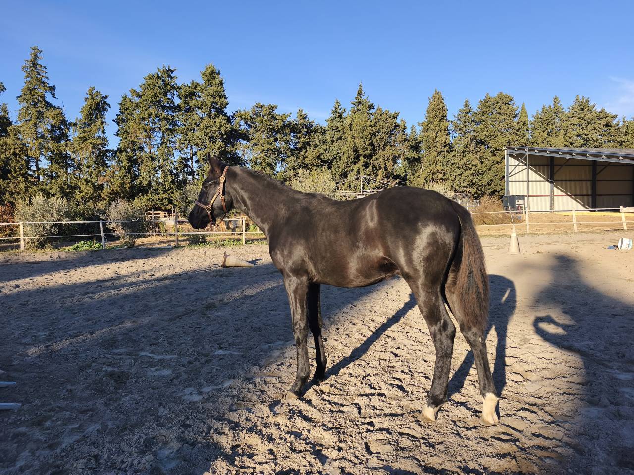 Potro Silla Franc&eacute;s En venta 2025 Negro