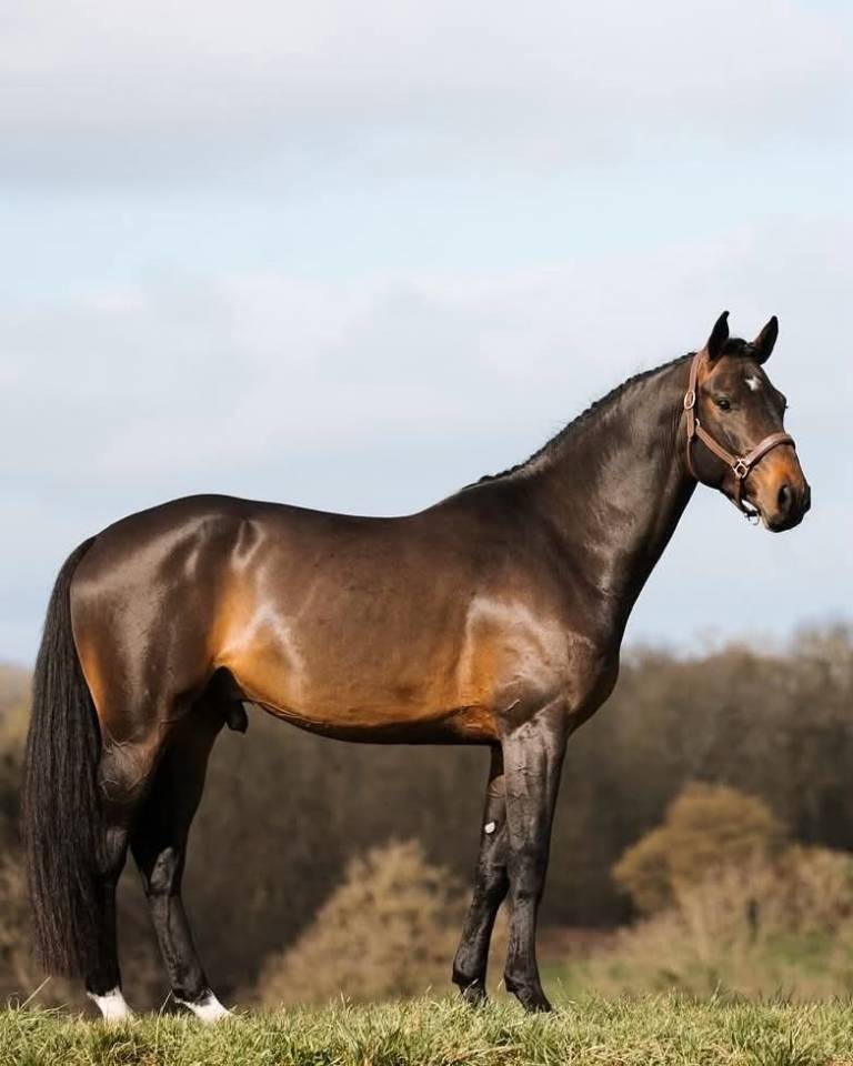 Potro Silla Franc&eacute;s En venta 2025 Negro