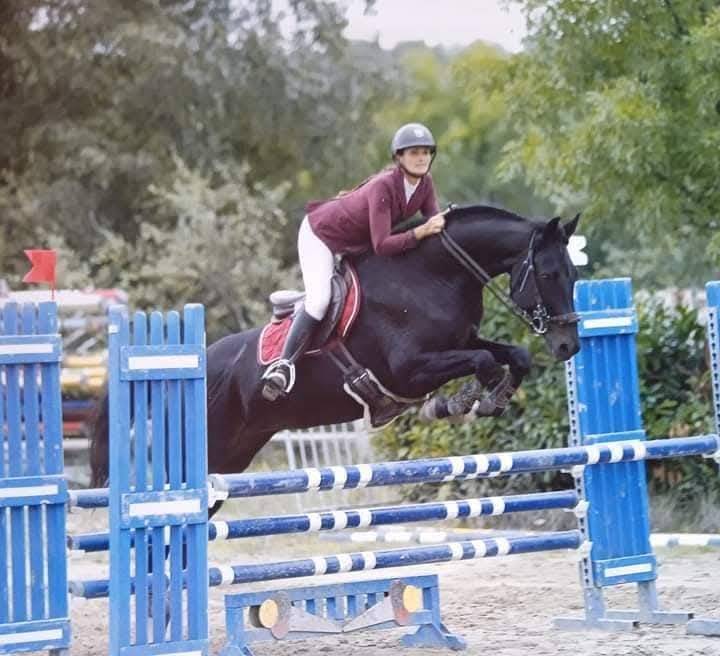 Potro Silla Franc&eacute;s En venta 2025 Negro