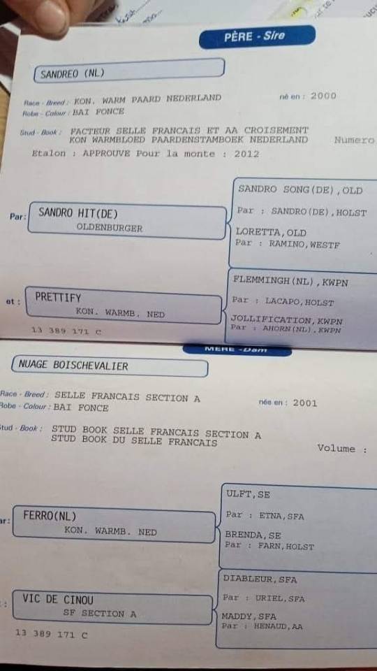 Potro Silla Franc&eacute;s En venta 2025 Negro