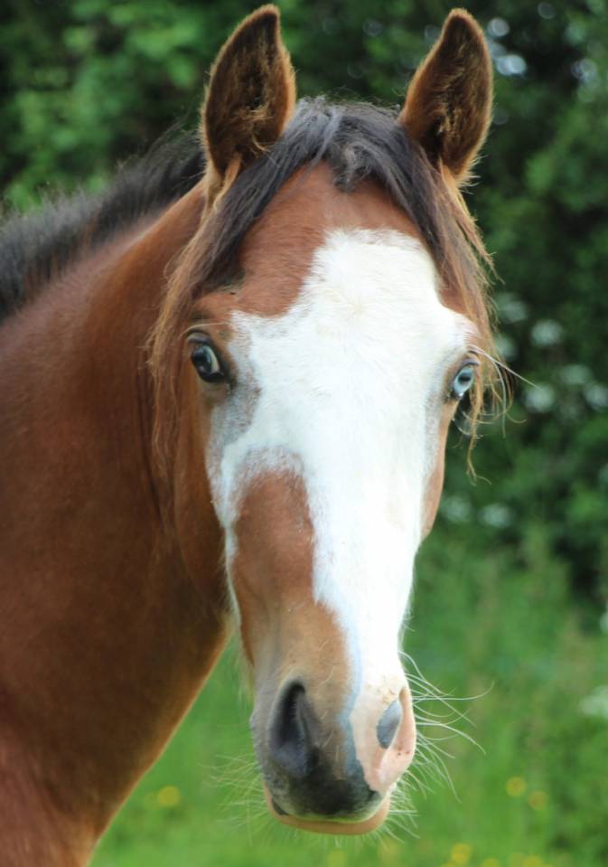 Caballo entero PFS Poni Fran&ccedil;&eacute;s de Silla En venta 2023 Bayo