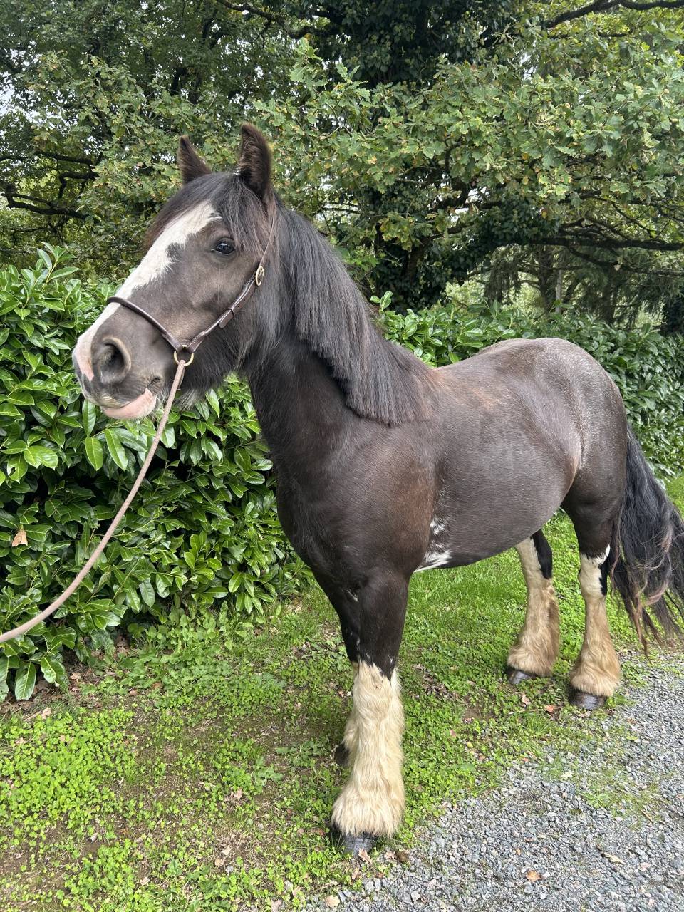 Yegua Origen No Constatado En venta 2021 Negro