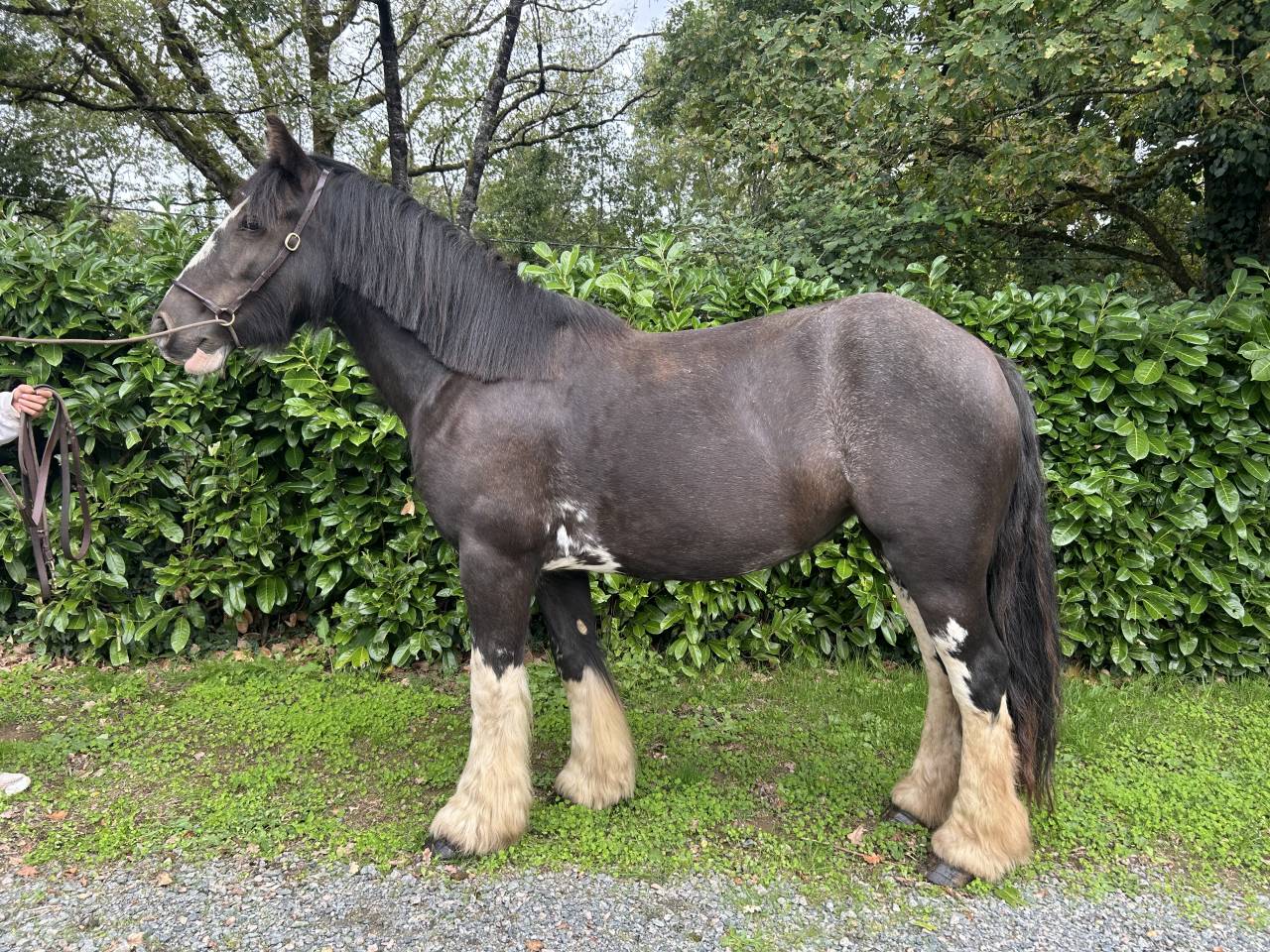 Yegua Origen No Constatado En venta 2021 Negro