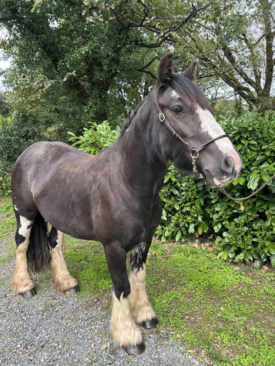 Yegua Origen No Constatado En venta 2021 Negro