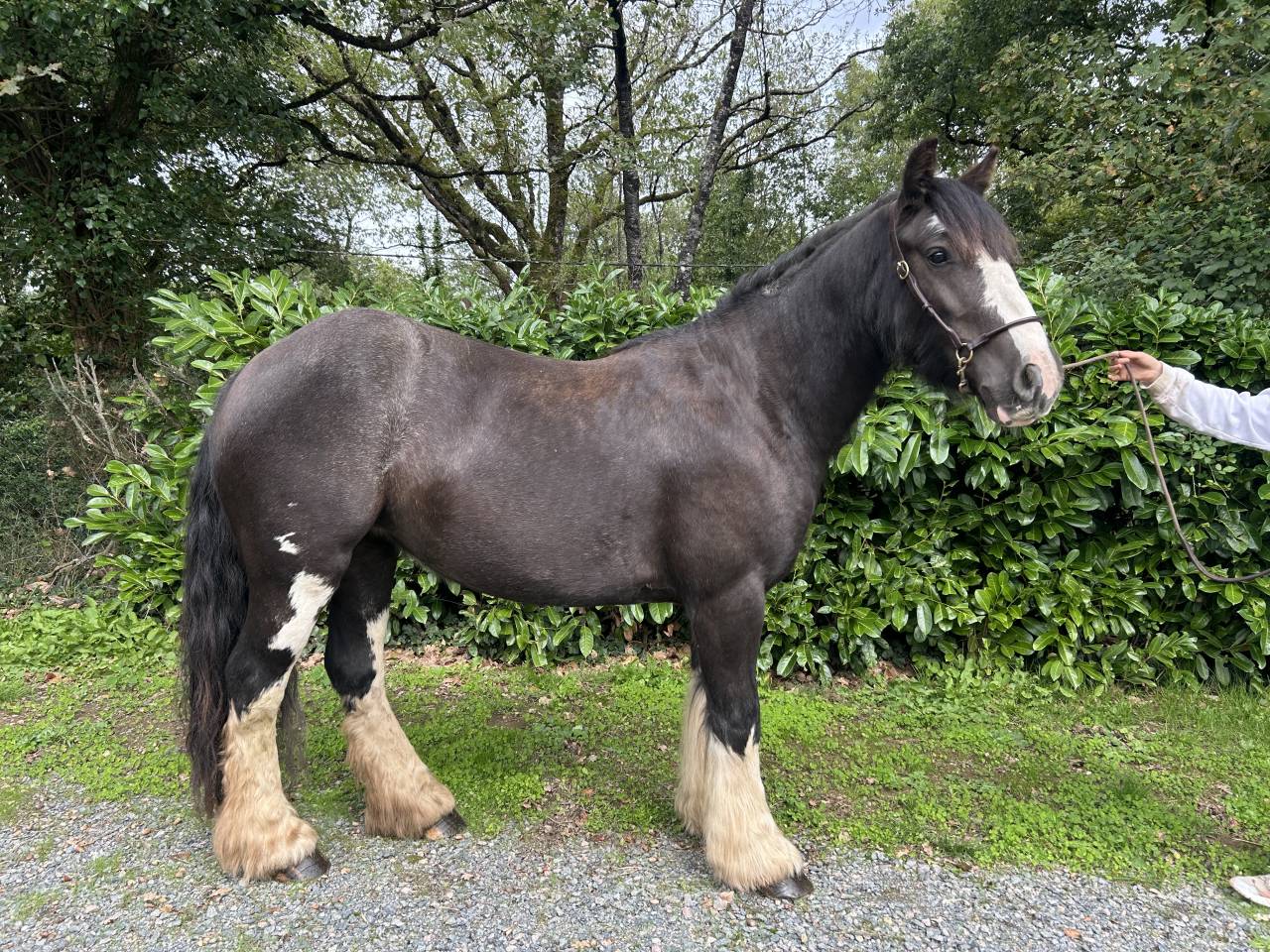 Yegua Origen No Constatado En venta 2021 Negro