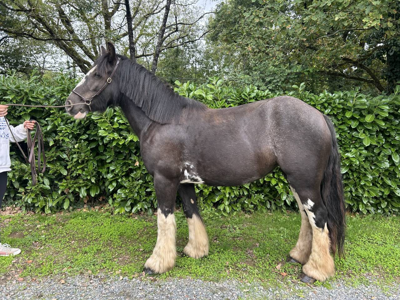 Yegua Origen No Constatado En venta 2021 Negro