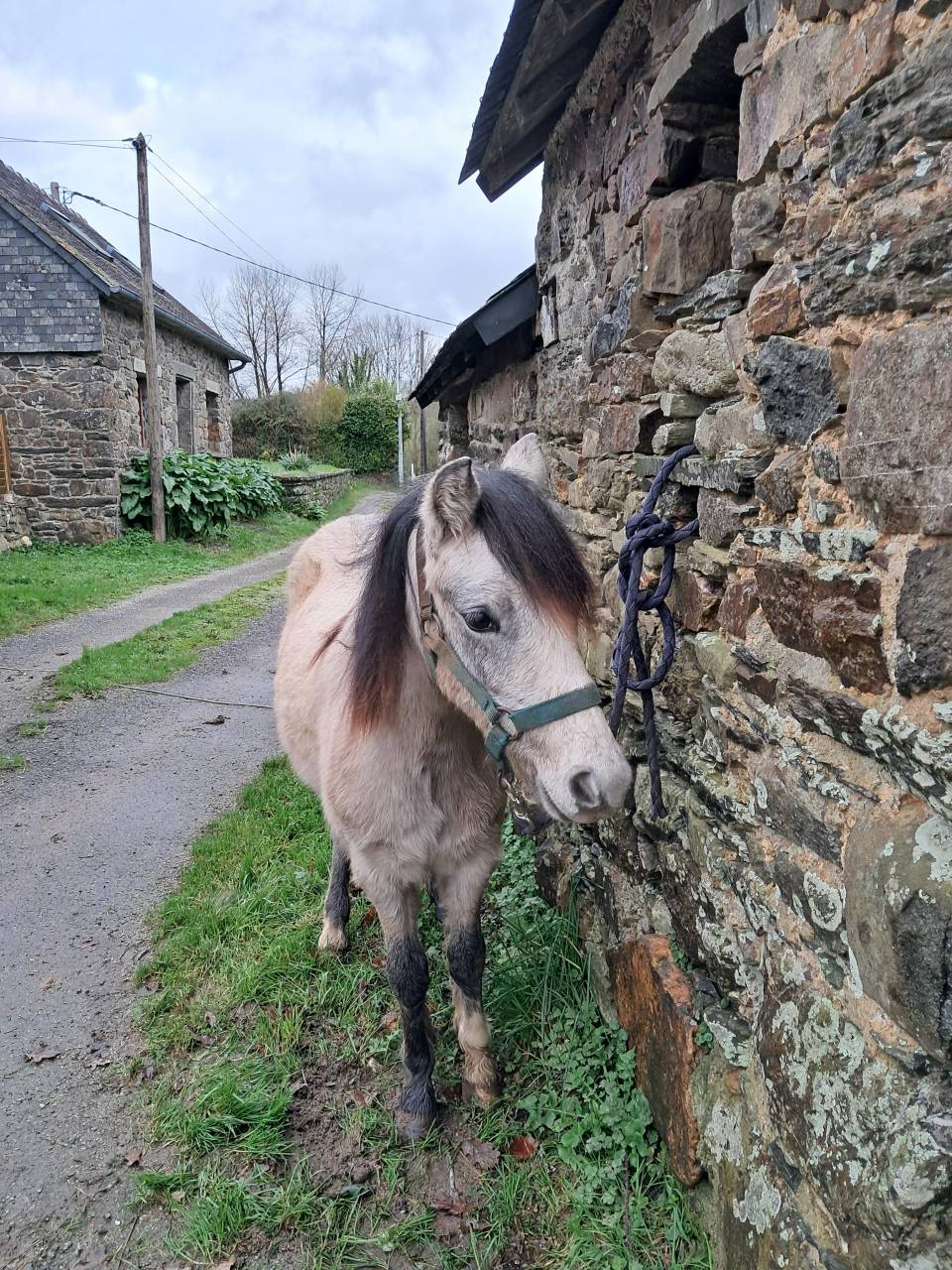 Potranca Welsh Poni (Secci&oacute;n B) En venta 2024 Tordo por JALISKO DE KERVE