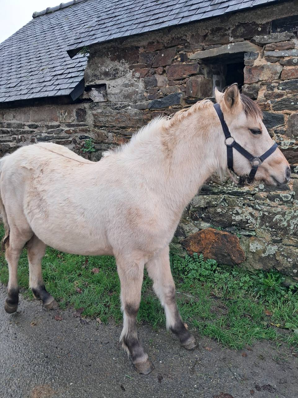 Potranca Connemara En venta 2025 Isabelo por ELWING DE VUZIT