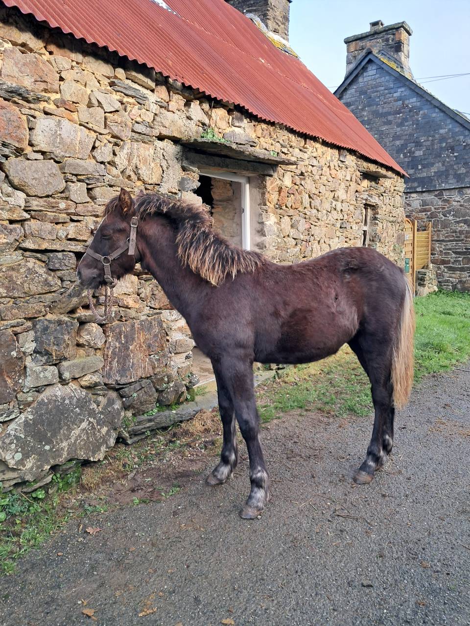 Potro Connemara En venta 2025 Alaz&aacute;n tostado por ELWING DE VUZIT