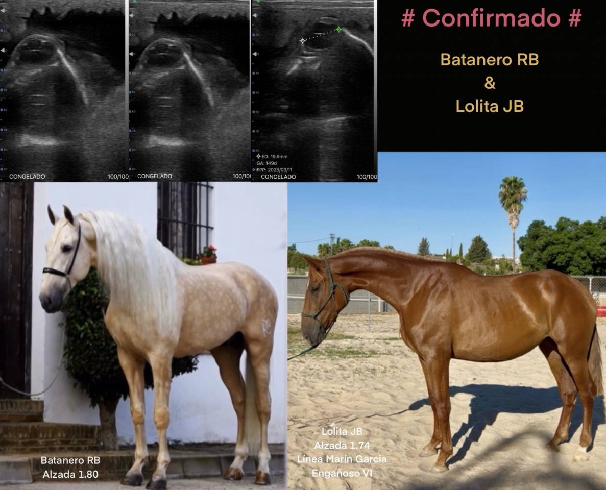 Yegua PRE alaz&aacute;n alzada 1,76 estructura y movimientos 