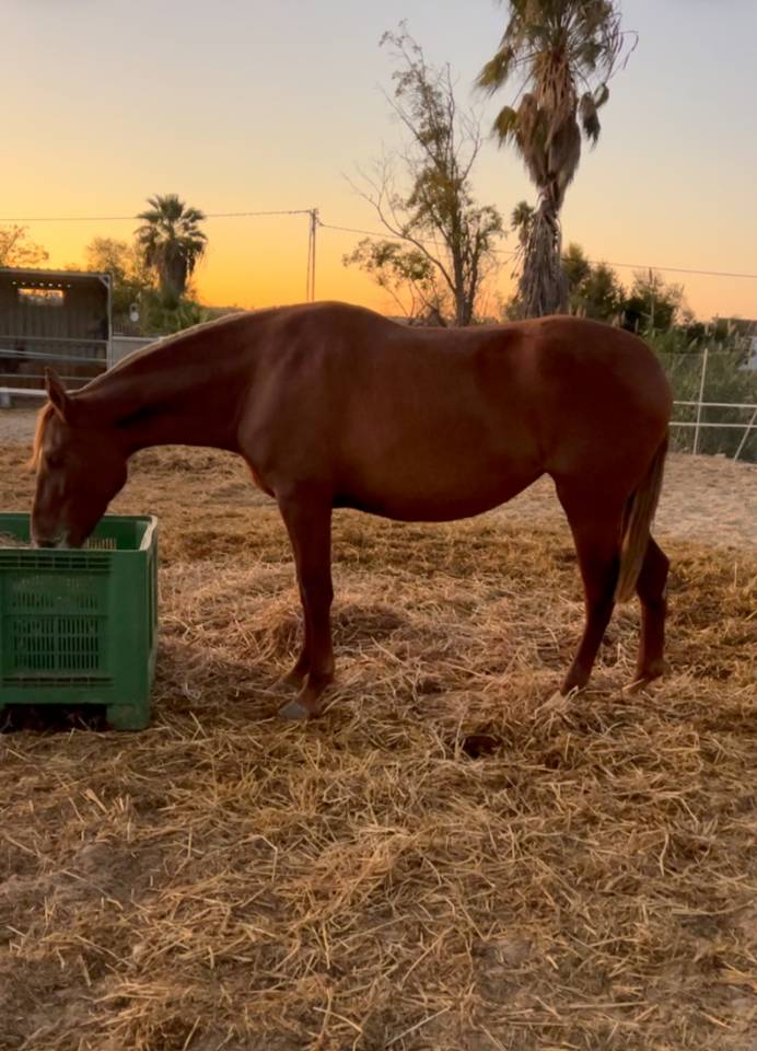 Yegua PRE alaz&aacute;n alzada 1,76 estructura y movimientos 