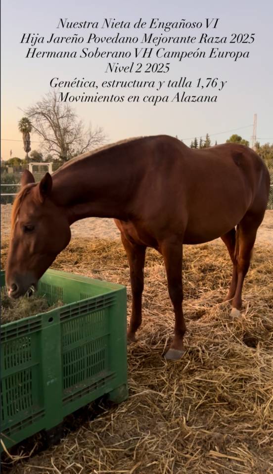 Yegua PRE alaz&aacute;n alzada 1,76 estructura y movimientos 