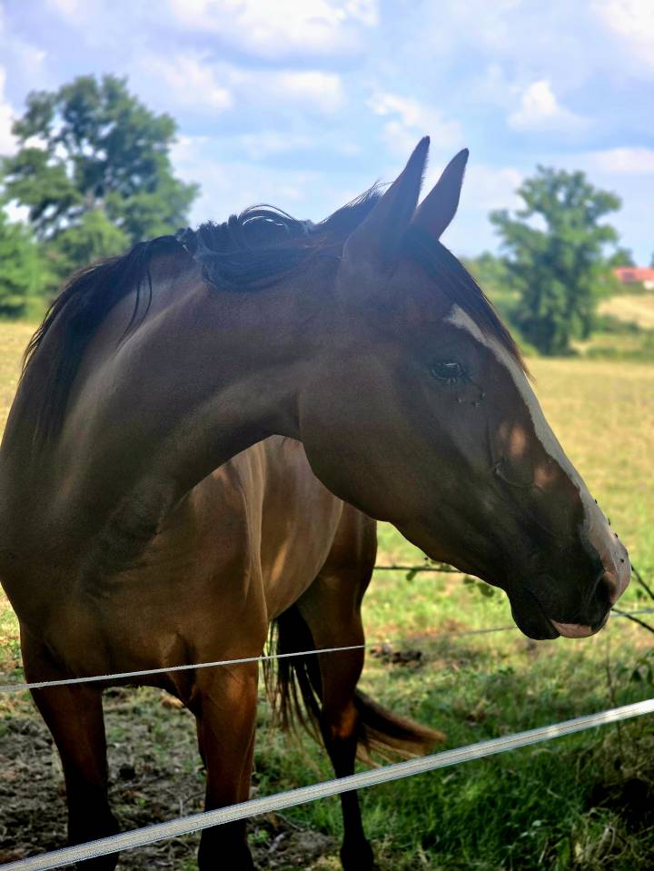 Yegua Trot&oacute;n Franc&eacute;s En venta 2022 Bayo