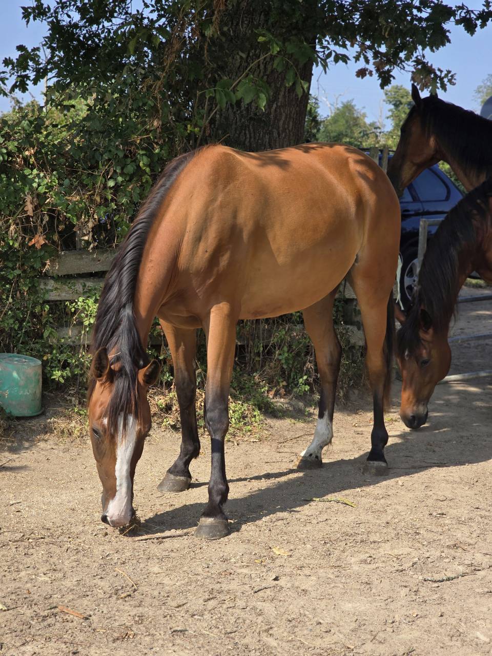 Yegua Trot&oacute;n Franc&eacute;s En venta 2022 Bayo