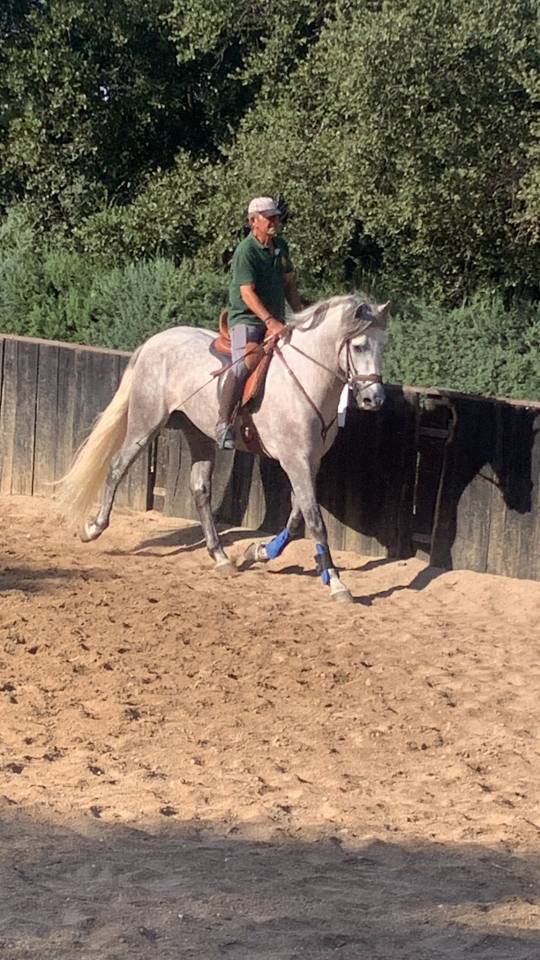 PRE Cartujano 4 a&ntilde;os 