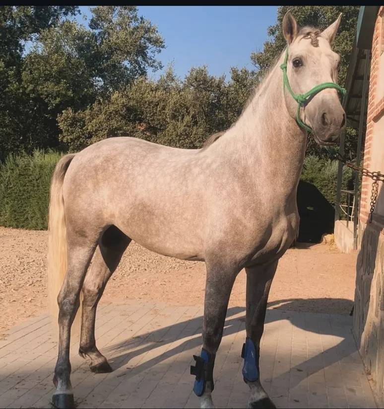 PRE Cartujano 4 a&ntilde;os 