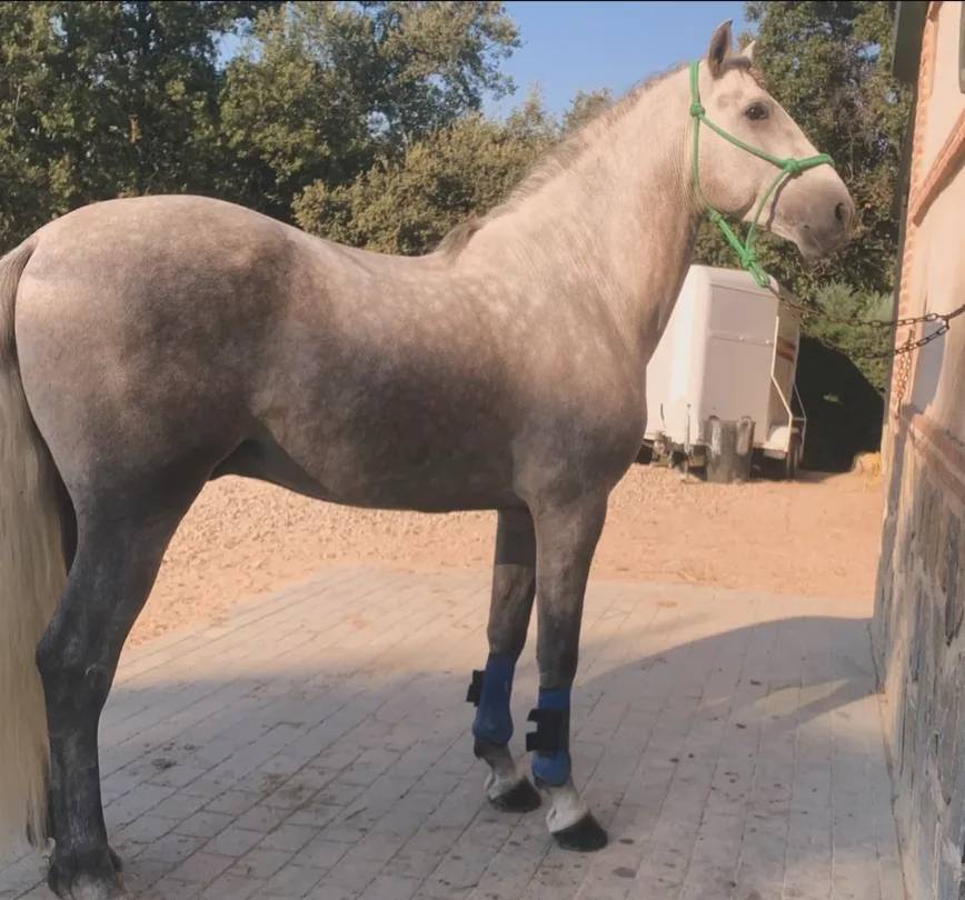 PRE Cartujano 4 a&ntilde;os 