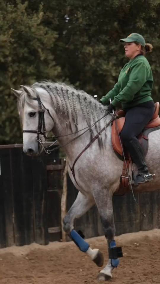 PRE Cartujano 4 a&ntilde;os 