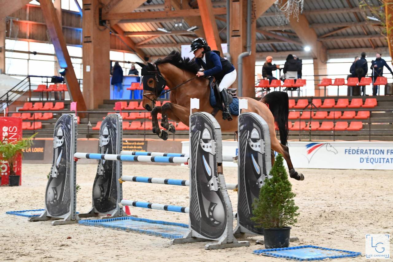 Caballo castrado Silla Franc&eacute;s En venta 2015 Bayo por ROCK N ROLL SEMILLY