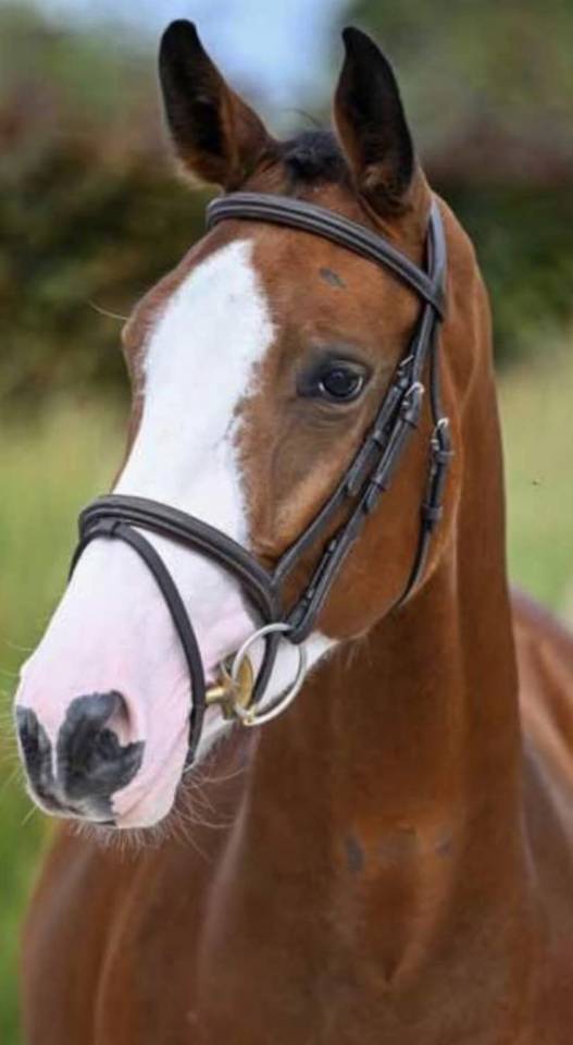 Yegua BWP Caballo de Sangre Belga En venta 2022 Bayo