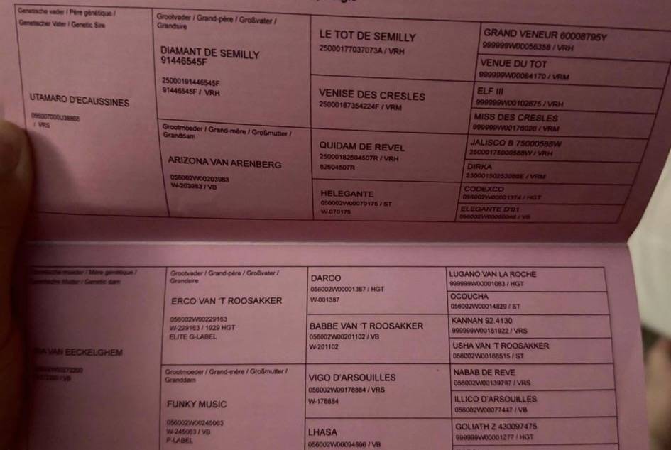 Yegua BWP Caballo de Sangre Belga En venta 2022 Bayo