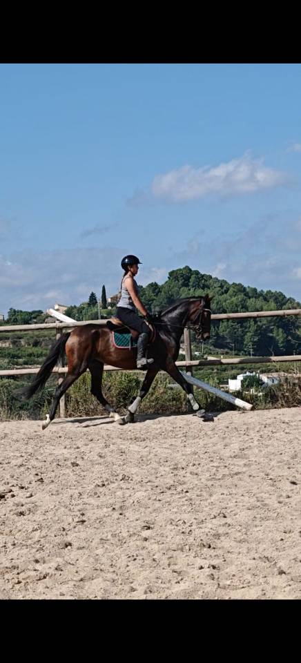 CALIDAD,ELEGANCIA Y POTENCIAL: YEGUA DE 4 A&Ntilde;OS