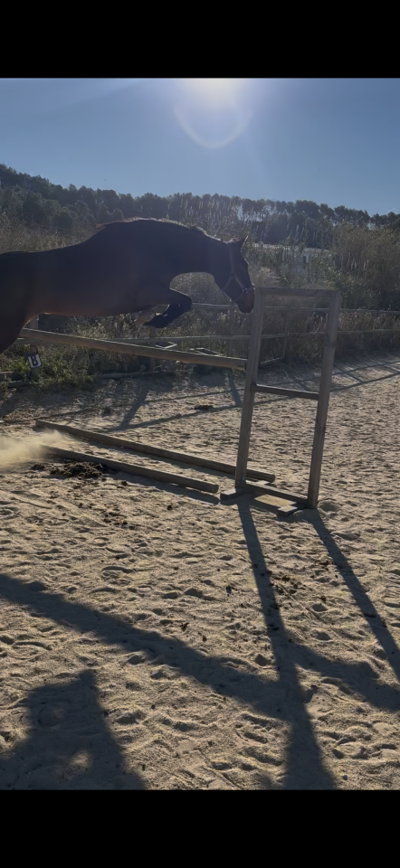 CALIDAD,ELEGANCIA Y POTENCIAL: YEGUA DE 4 A&Ntilde;OS