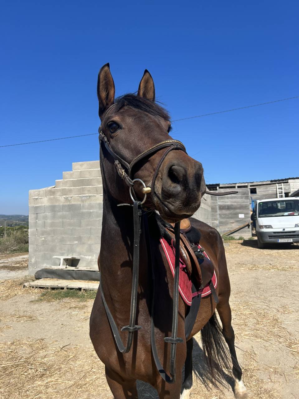 CALIDAD,ELEGANCIA Y POTENCIAL: YEGUA DE 4 A&Ntilde;OS