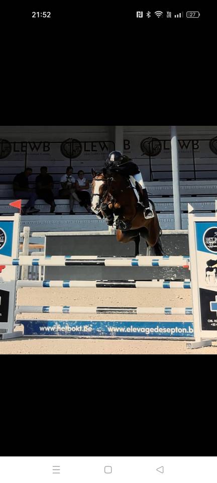 Caballo castrado Zangersheide En venta 2016 Bayo por connor