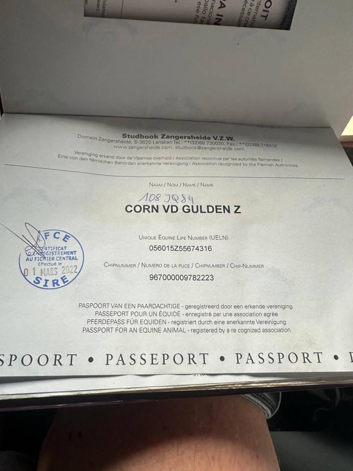 Caballo castrado Zangersheide En venta 2016 Bayo por connor