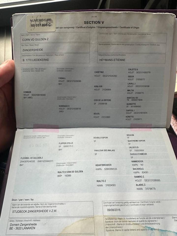 Caballo castrado Zangersheide En venta 2016 Bayo por connor