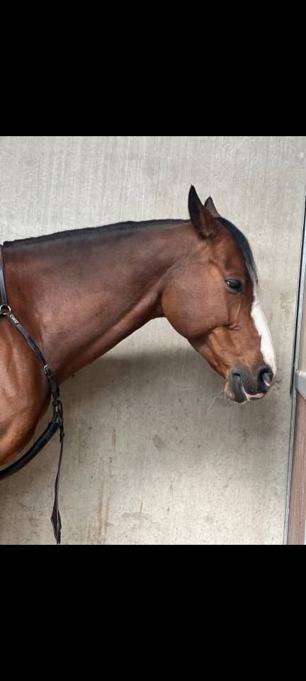 Caballo castrado Zangersheide En venta 2016 Bayo por connor