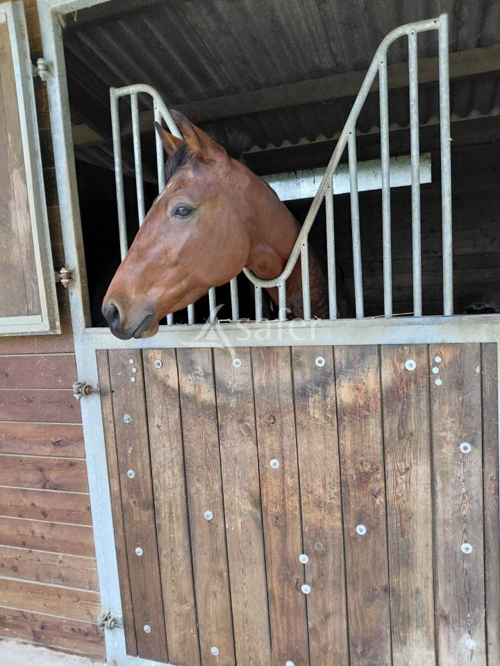 Propiedad ecuestre En venta Charente Mar&iacute;timo