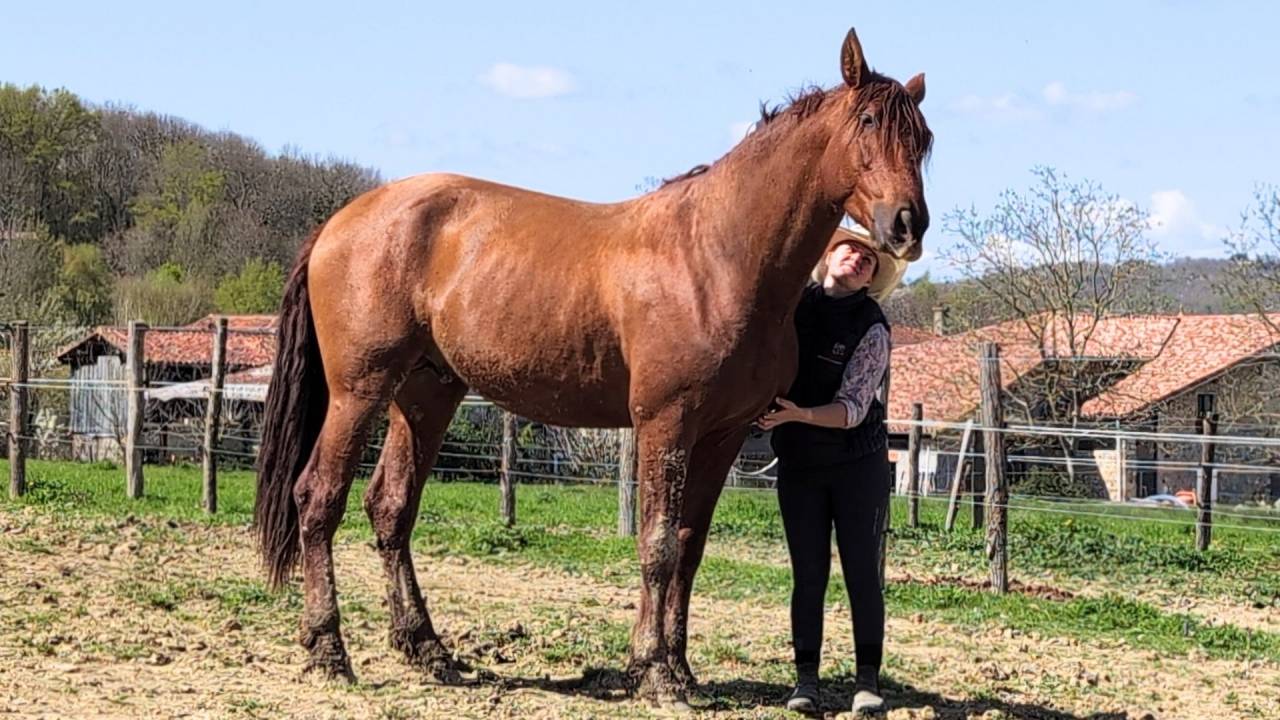 Caballo entero PRE Pura Raza Espa&ntilde;ola En venta 2022 Alaz&aacute;n por CAPRICHOSO MANGO