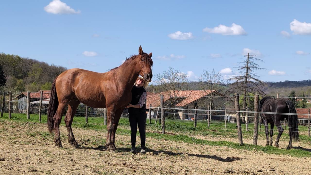 Caballo entero PRE Pura Raza Espa&ntilde;ola En venta 2022 Alaz&aacute;n por CAPRICHOSO MANGO