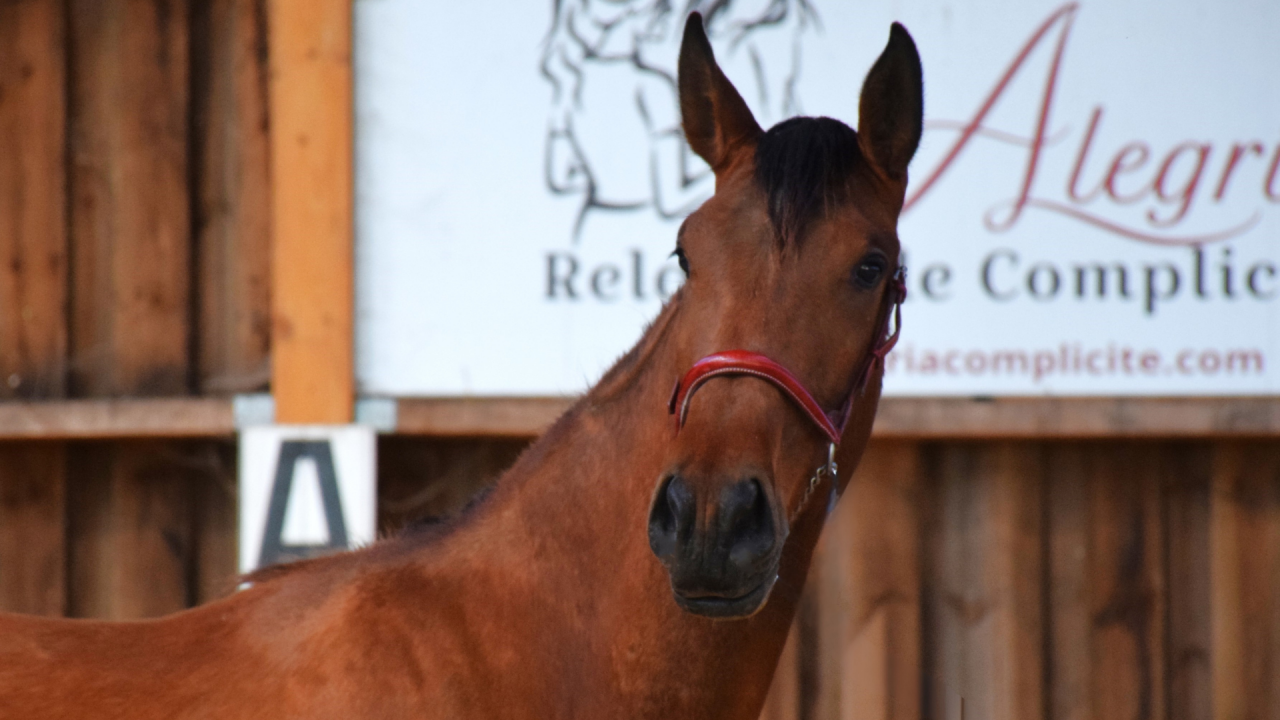 Yegua PRE Pura Raza Espa&ntilde;ola En venta 2022 Bayo por JECOMIAS CEN