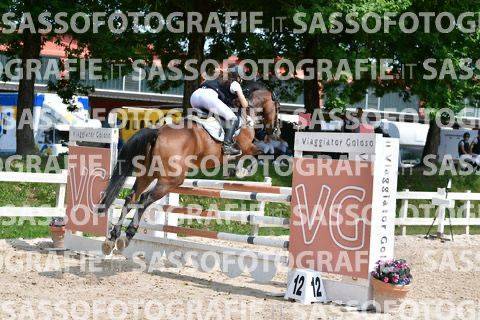 Yegua sBs Caballo de Deporte Belga En venta 2014 Bayo por PEPPERMILL