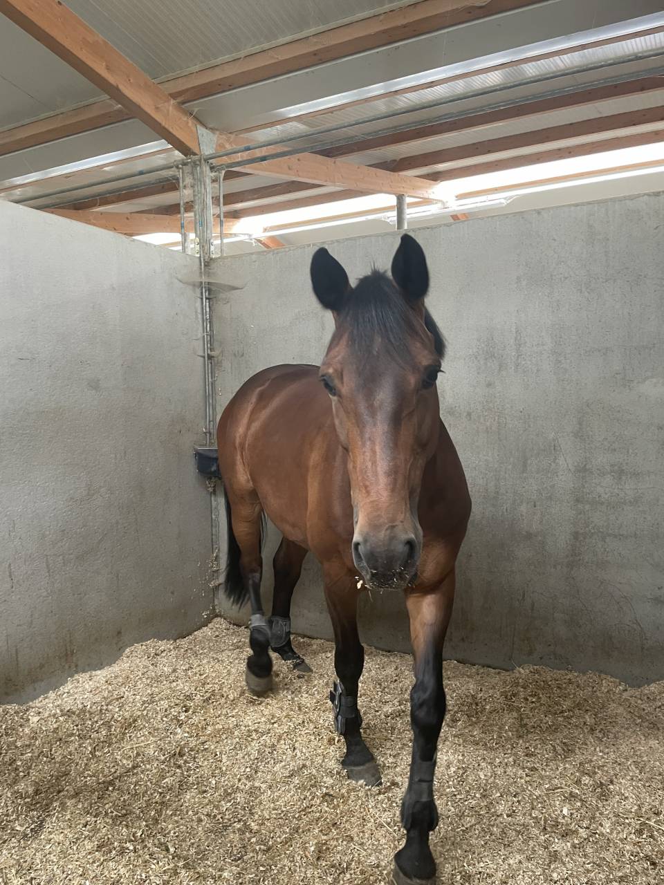 Yegua sBs Caballo de Deporte Belga En venta 2014 Bayo por PEPPERMILL