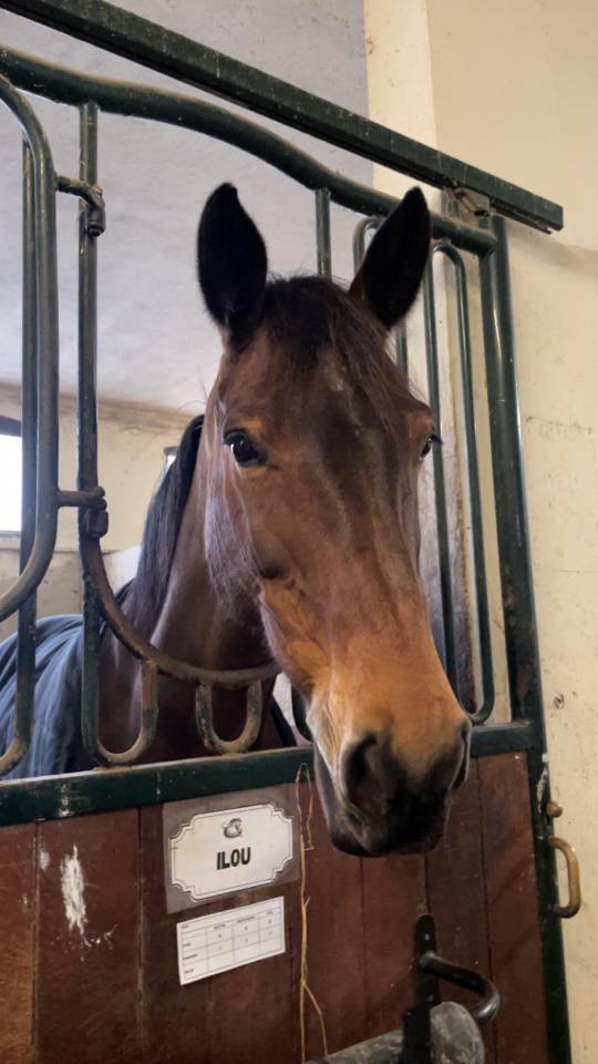 Yegua sBs Caballo de Deporte Belga En venta 2014 Bayo por PEPPERMILL