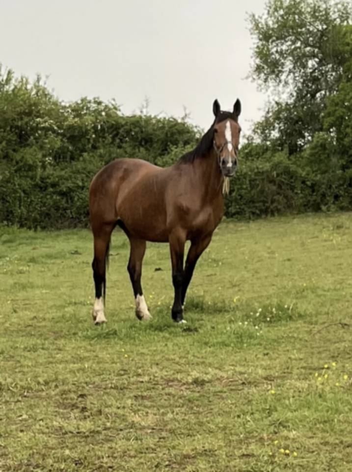 Yegua Silla Franc&eacute;s En venta 2007 Bayo por QUICK STAR