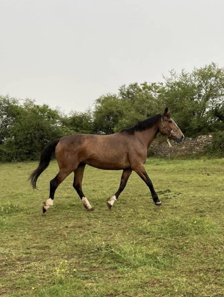 Yegua Silla Franc&eacute;s En venta 2007 Bayo por QUICK STAR
