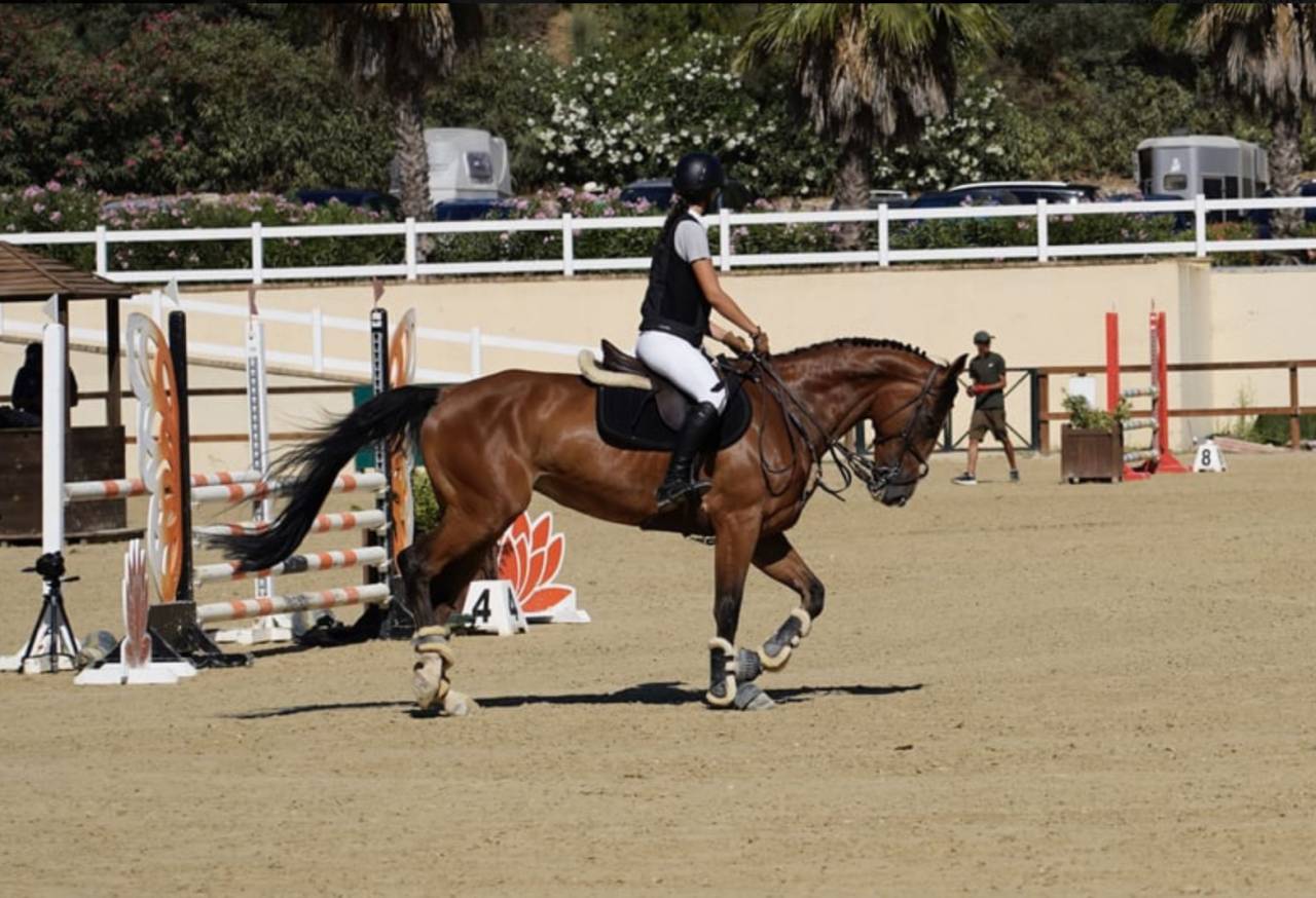 YEGUA SALTO PERFECTA AMATEUR