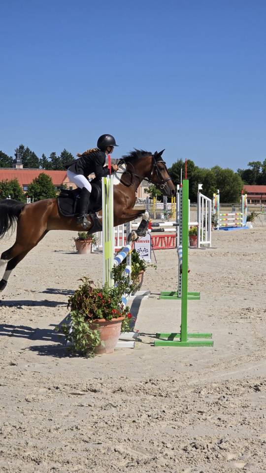 Yegua Otra Raza de Poni En venta 2014 Otra capa