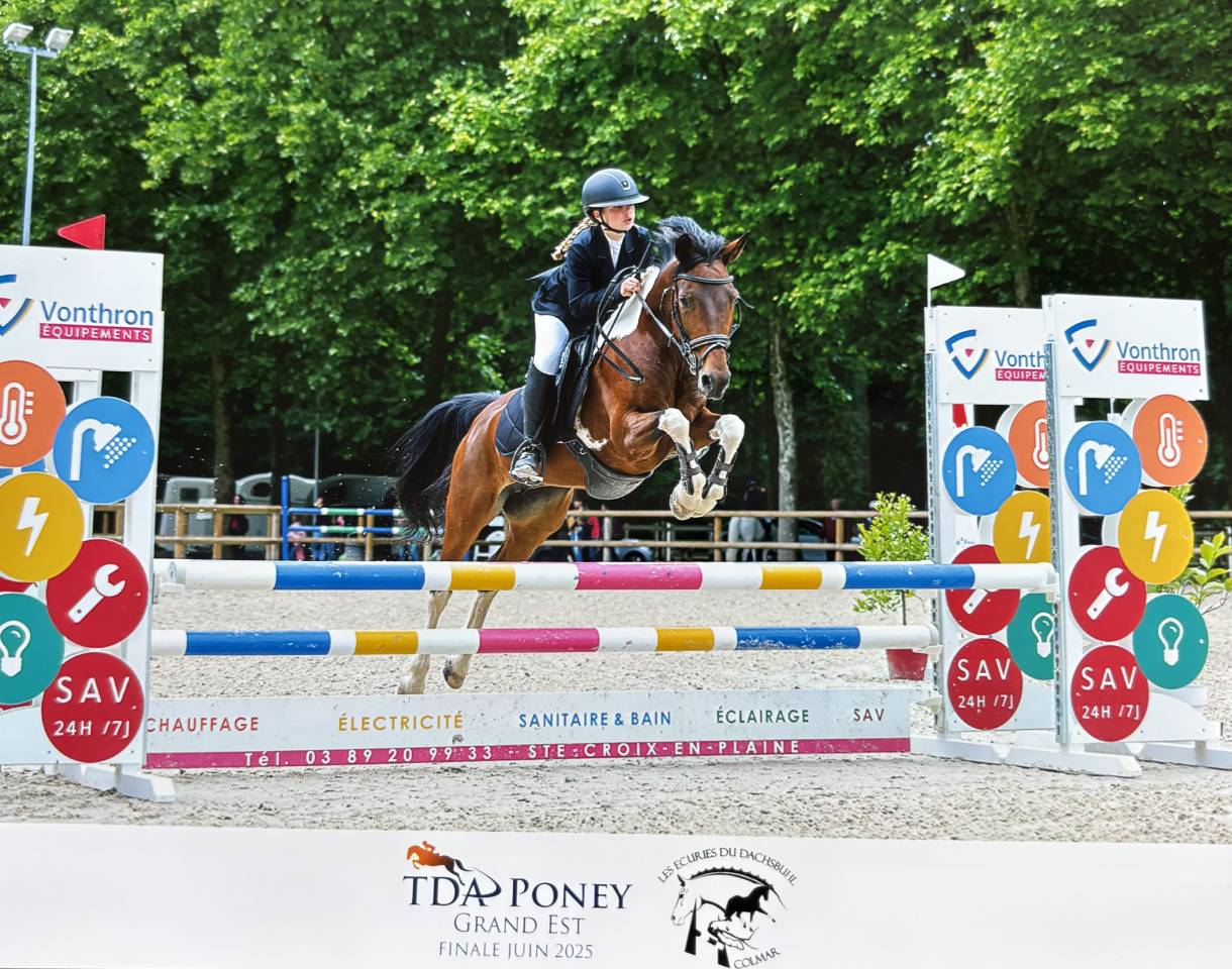 Yegua Otra Raza de Poni En venta 2014 Otra capa