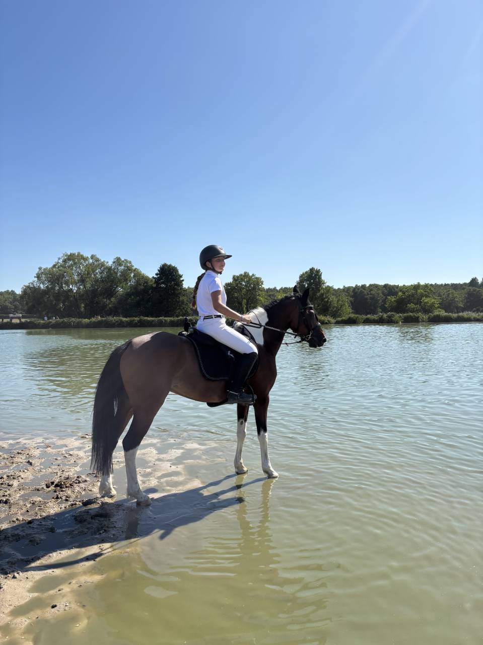 Yegua Otra Raza de Poni En venta 2014 Otra capa