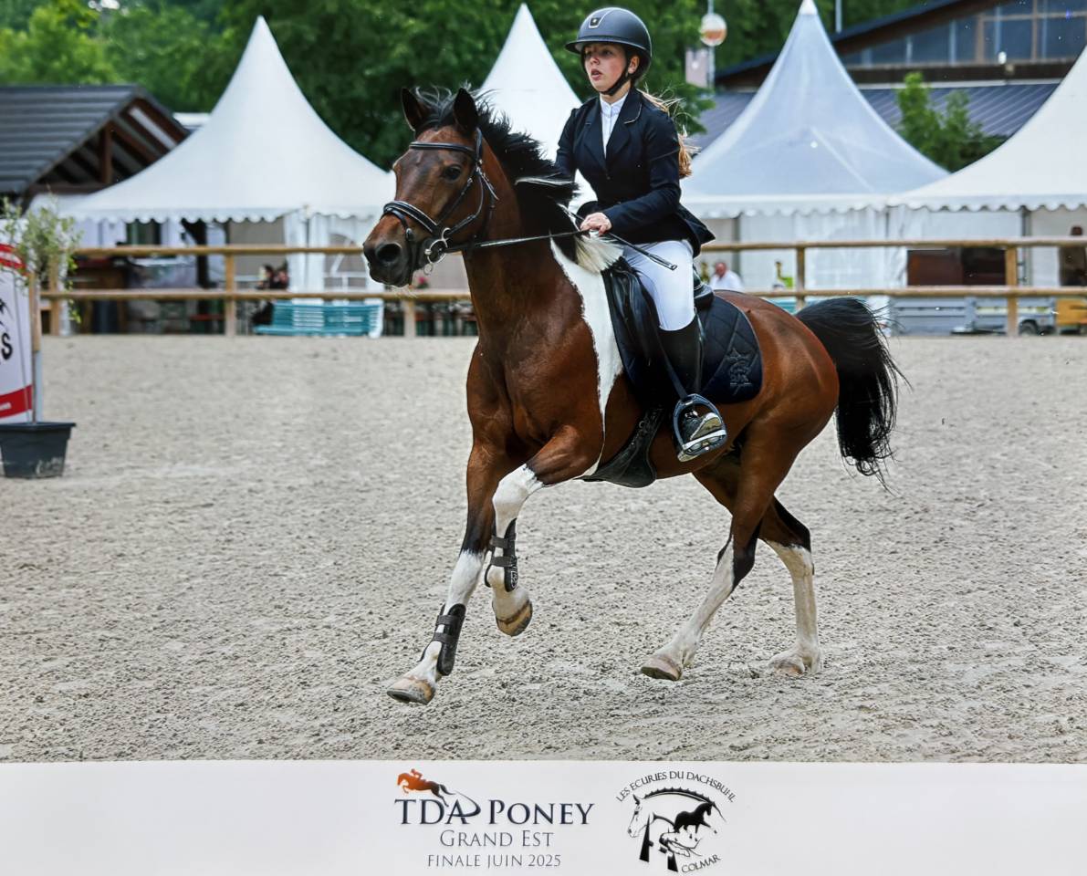 Yegua Otra Raza de Poni En venta 2014 Otra capa