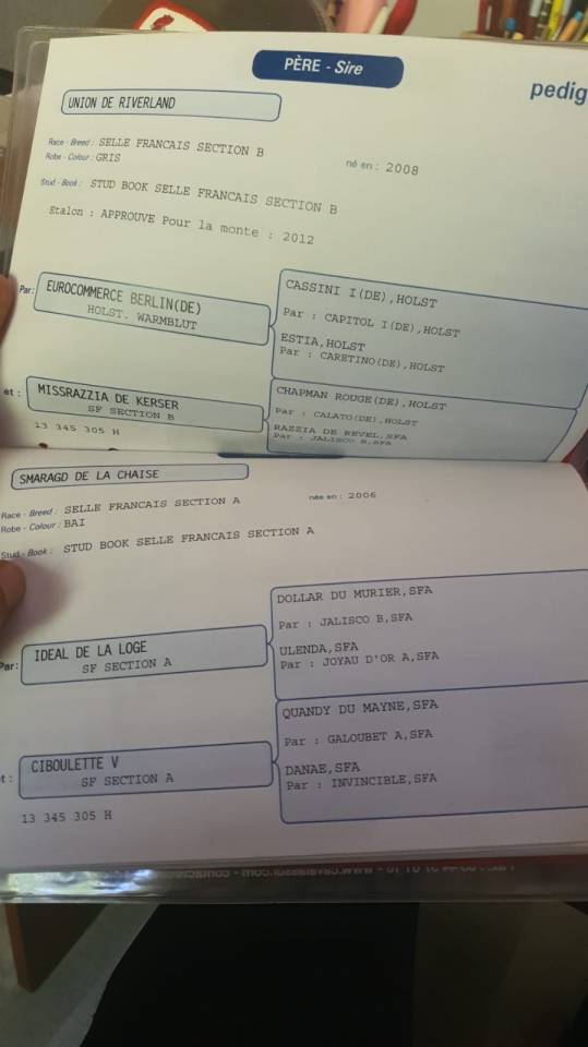 Caballo en venta- Silla Franc&eacute;s 